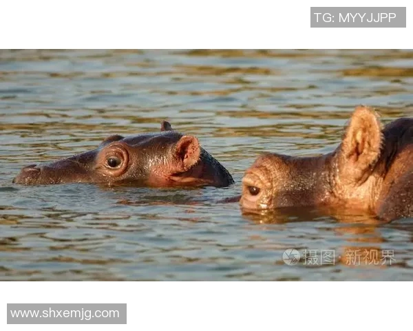 比利时与日本河马的精彩对决解析与战术分析 比利时与日本河马的精彩对决解析与战术分析