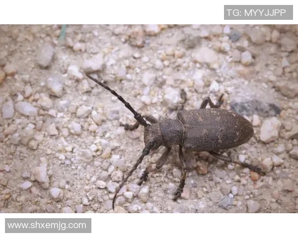 探索天牛红五3d图库的奥秘与魅力，揭示其背后的艺术与科技结合之美